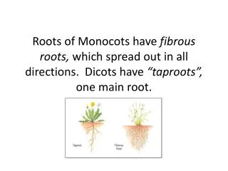 Leaves of Monocots have parallel veins (tubes), while Dicots have branching tubes.
