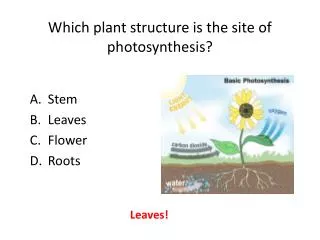 Which plant structure is the site of photosynthesis?