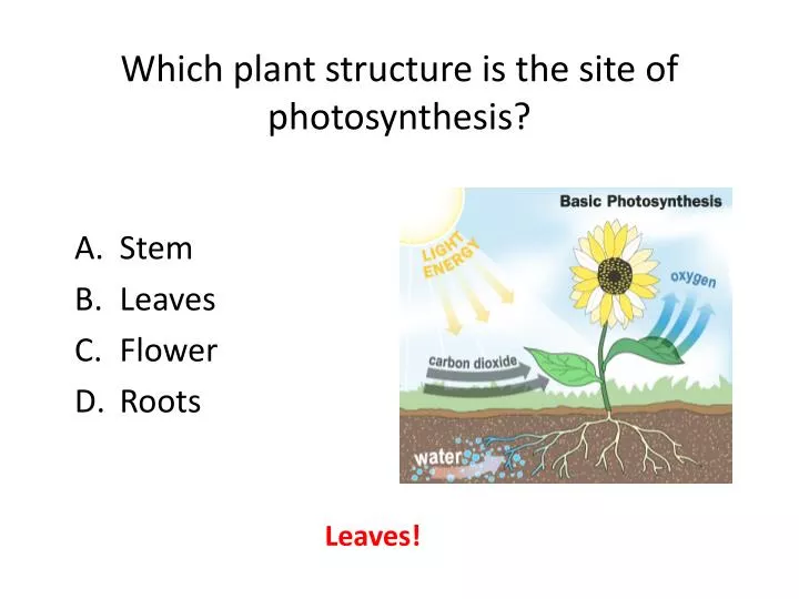 which plant structure is the site of photosynthesis