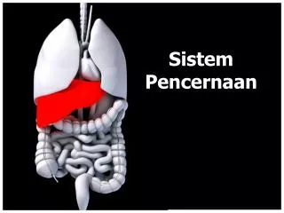 Sistem Pencernaan