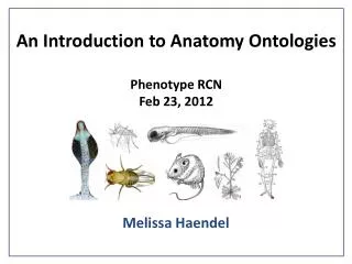 An Introduction to Anatomy Ontologies Phenotype RCN Feb 23, 2012