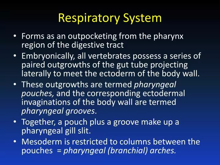 respiratory system