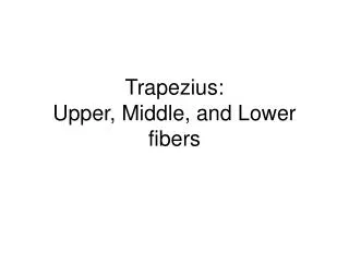 Trapezius: U pper, Middle, and Lower fibers