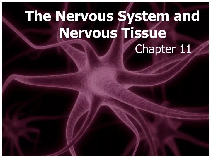 the nervous system and nervous tissue