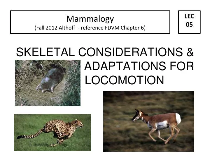 skeletal considerations adaptations for locomotion