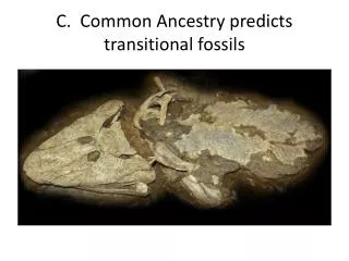 C. Common Ancestry predicts transitional fossils
