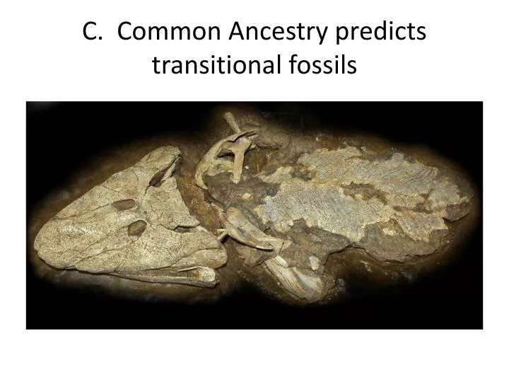 c common ancestry predicts transitional fossils