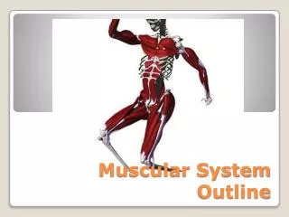 Muscular System Outline