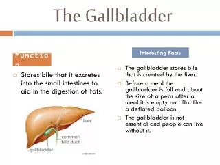 The Gallbladder