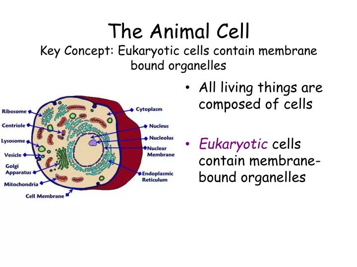 the animal cell key concept eukaryotic cells contain membrane bound organelles
