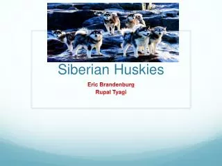 Siberian Huskies