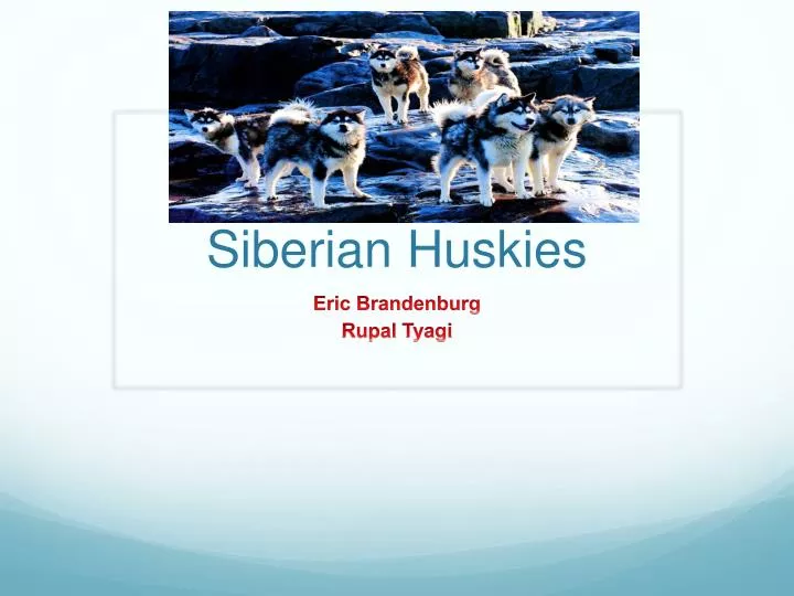 siberian huskies