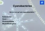 Cyanobactéries - slide 1