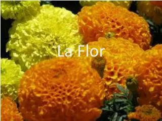 la flor