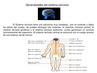 generalidades del sistema nervioso
