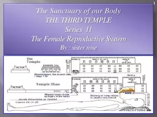 The Sanctuary of our Body THE THIRD TEMPLE Series 11 The Female Reproductive System