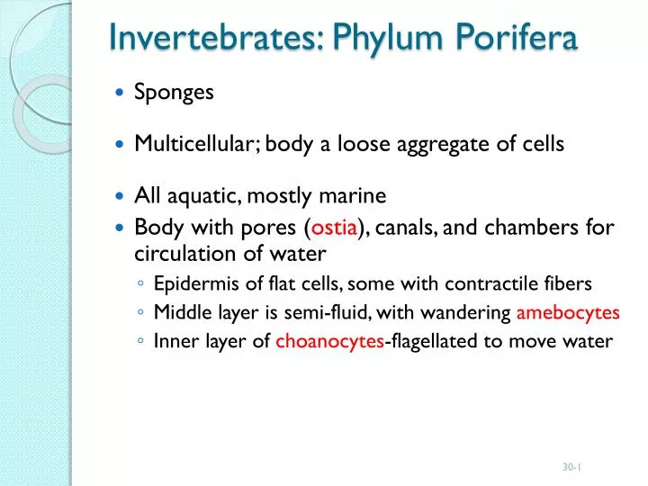 invertebrates phylum porifera