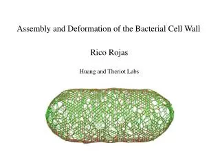 Assembly and Deformation of the Bacterial Cell Wall