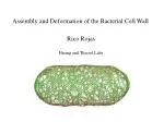 Assembly and Deformation of the Bacterial Cell Wall - slide 1