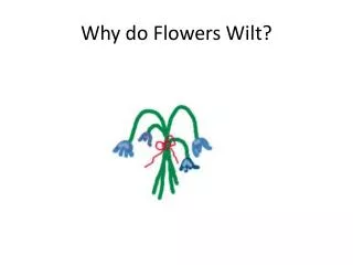 Why do Flowers Wilt?