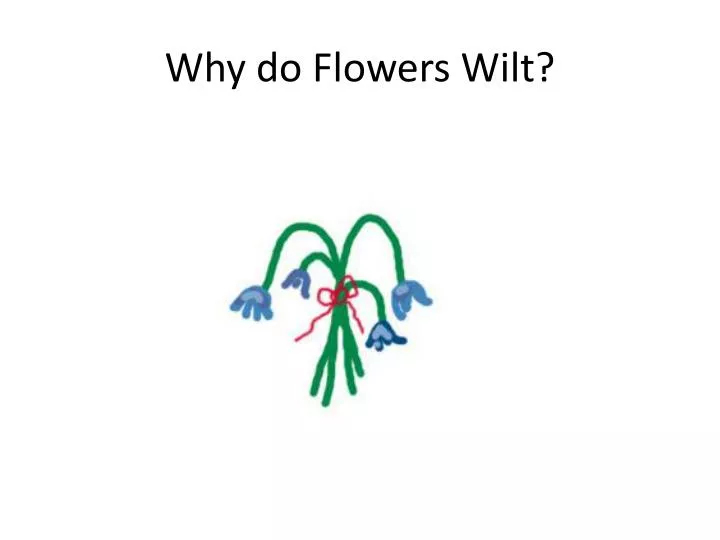 why do flowers wilt