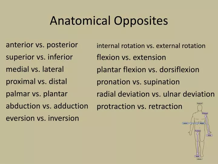 anatomical opposites