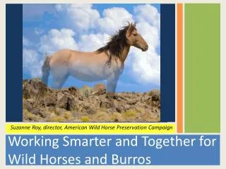 Working Smarter and Together for Wild Horses and Burros