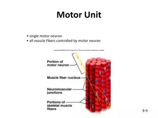 Motor Unit