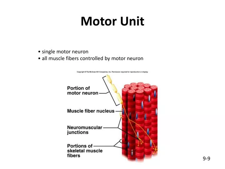 motor unit