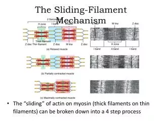 The Sliding-Filament Mechanism