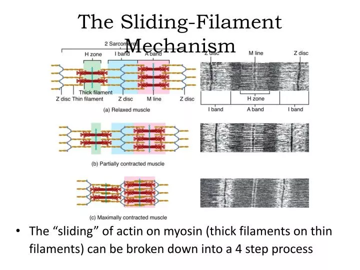 the sliding filament mechanism