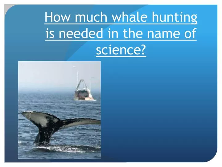 how much whale hunting is needed in the name of science