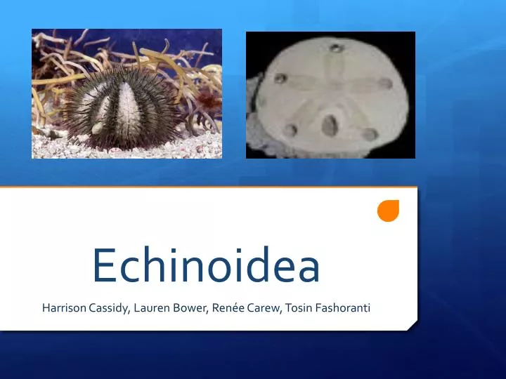 echinoidea