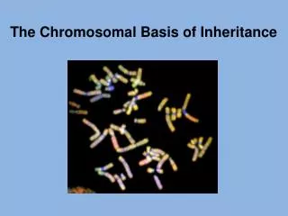 The Chromosomal Basis of Inheritance