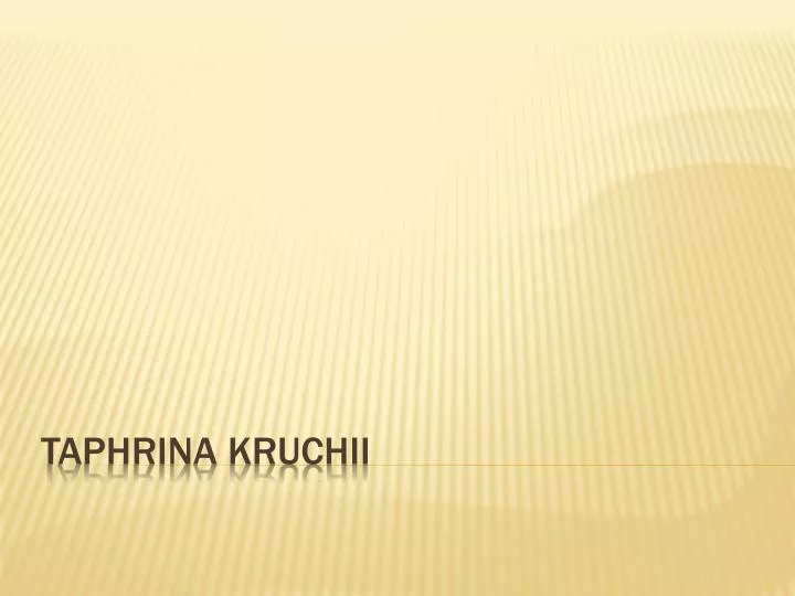 taphrina kruchii