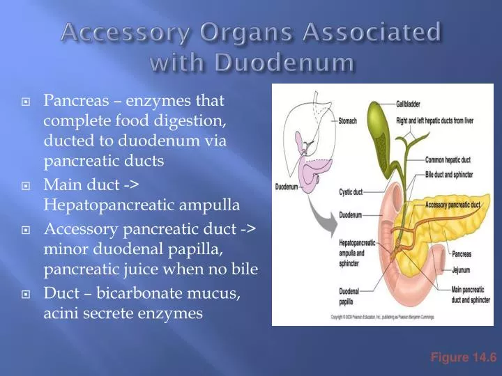 accessory organs associated with duodenum
