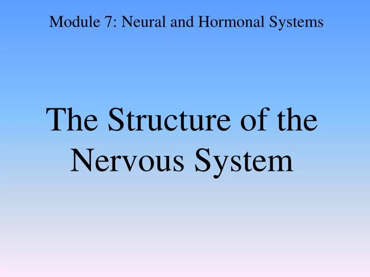 the structure of the nervous system