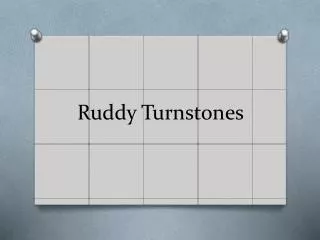Ruddy Turnstones