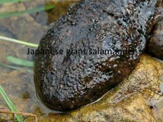 Japanese giant salamander