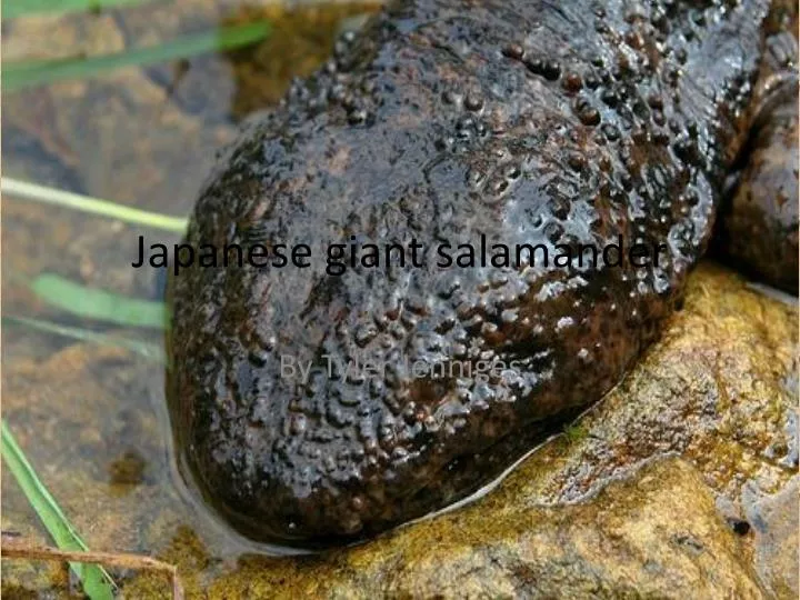 japanese giant salamander