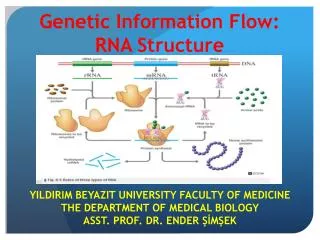 Genetic Information Flow: RNA Structure