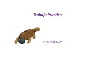 trabajo practico
