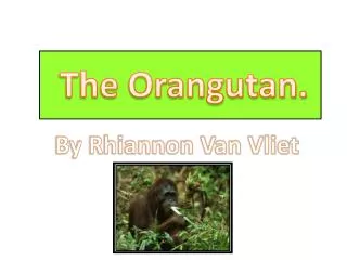 The Orangutan.