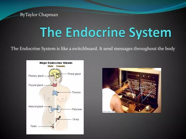 the endocrine system