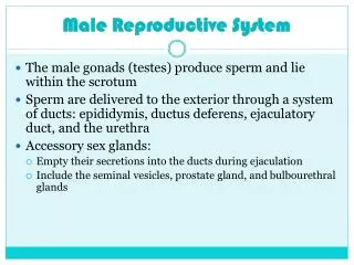 male reproductive system