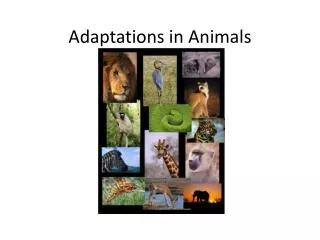 Adaptations in Animals