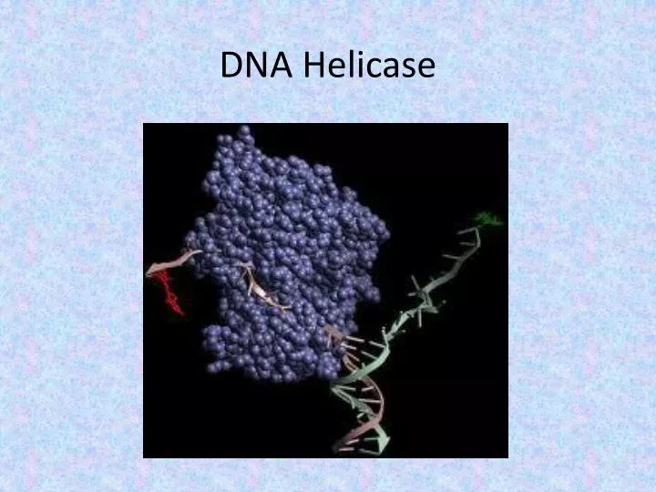 dna helicase