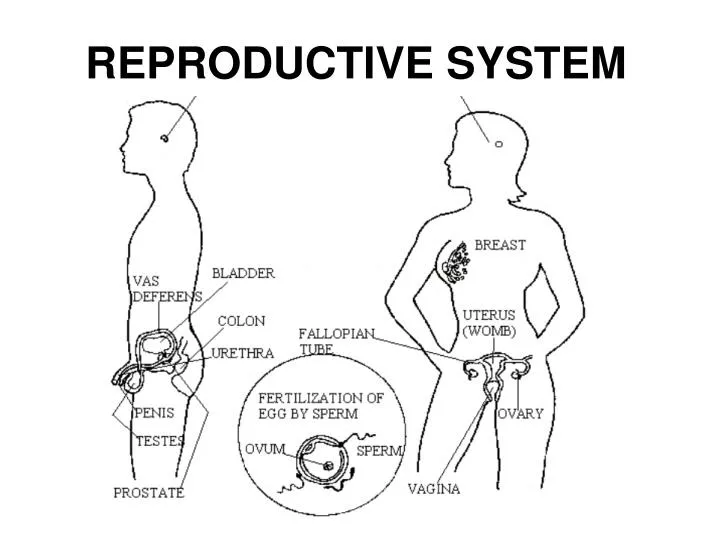 reproductive system