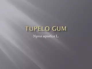 Tupelo Gum