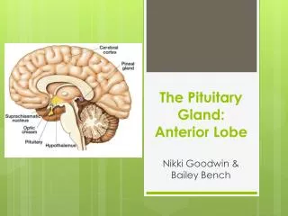 The Pituitary Gland: Anterior Lobe